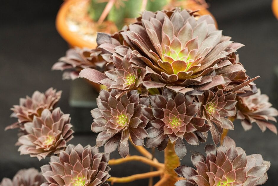 <i>Aeonium</i> 'Midnight Palm'